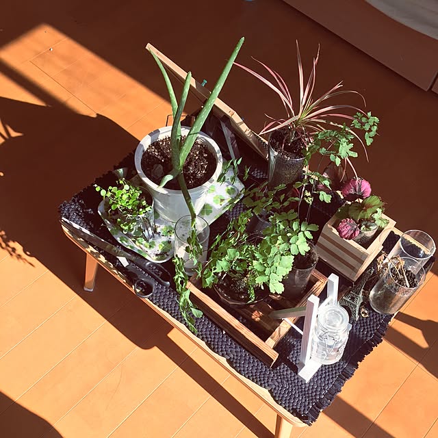 机/ダイソー/セリア/観葉植物/雑貨...などのインテリア実例 - 2015-10-12 09:18:14