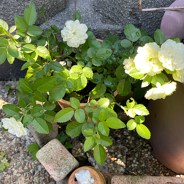 ronさんの実例写真