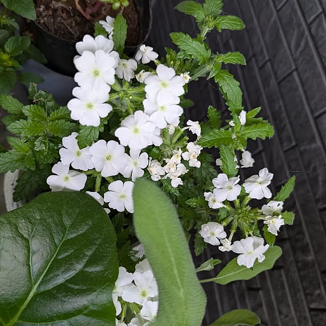 minnieさんの部屋