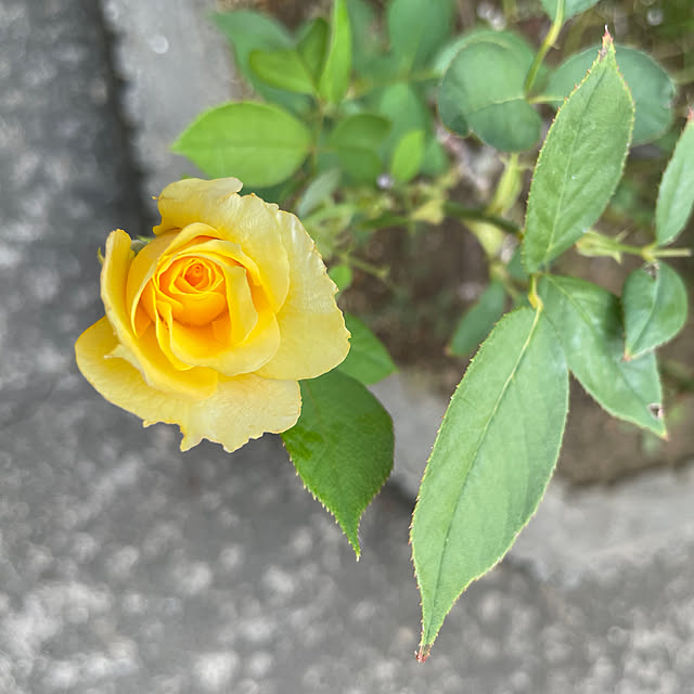 kakoさんの実例写真
