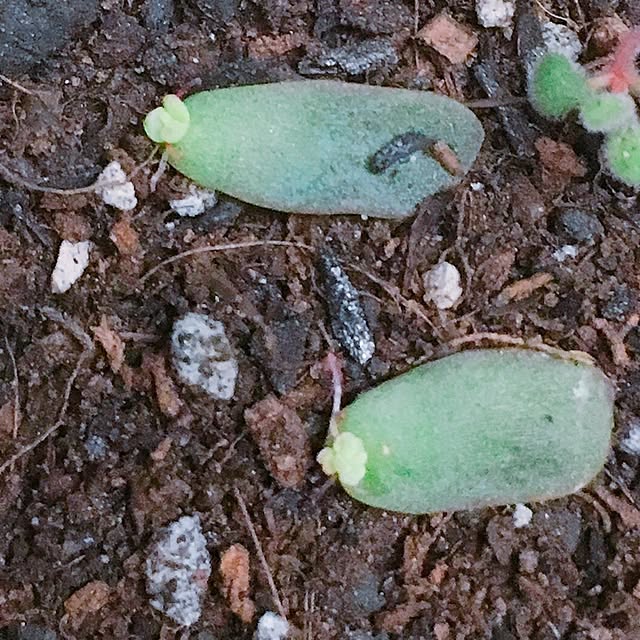 wago2258さんの実例写真