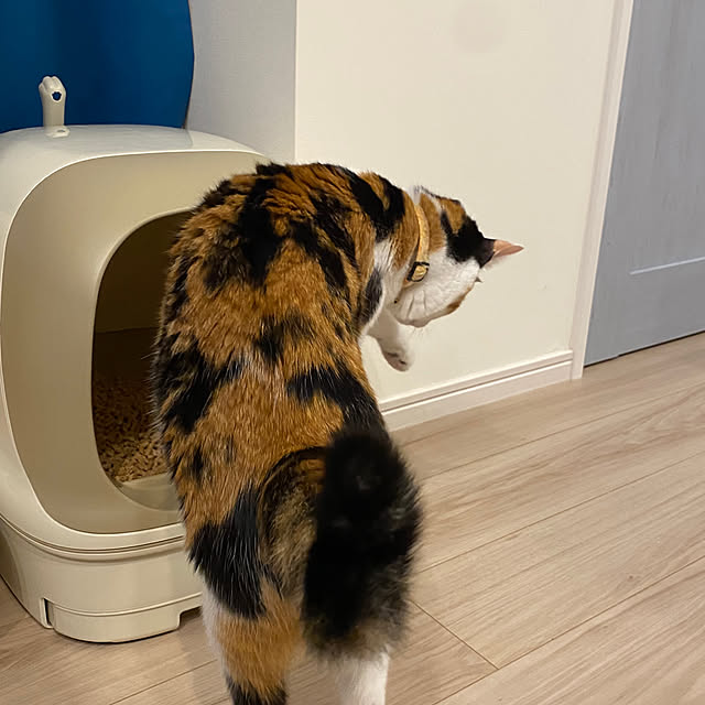 rengeさんの実例写真