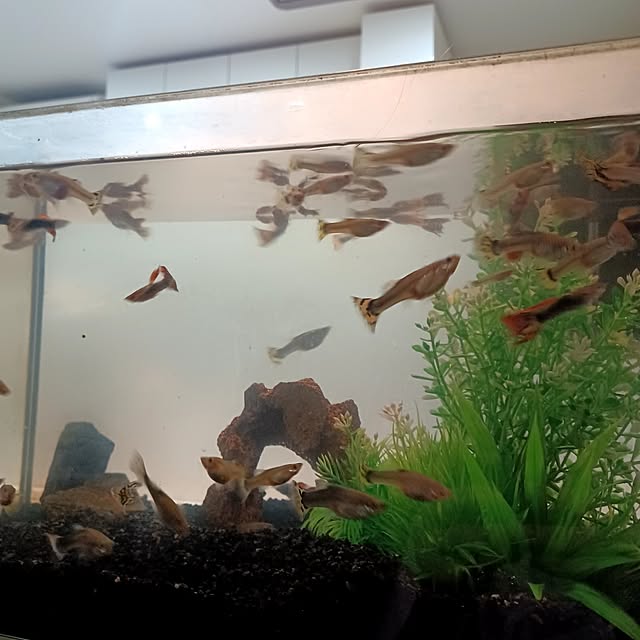 rikuerinka86さんの実例写真