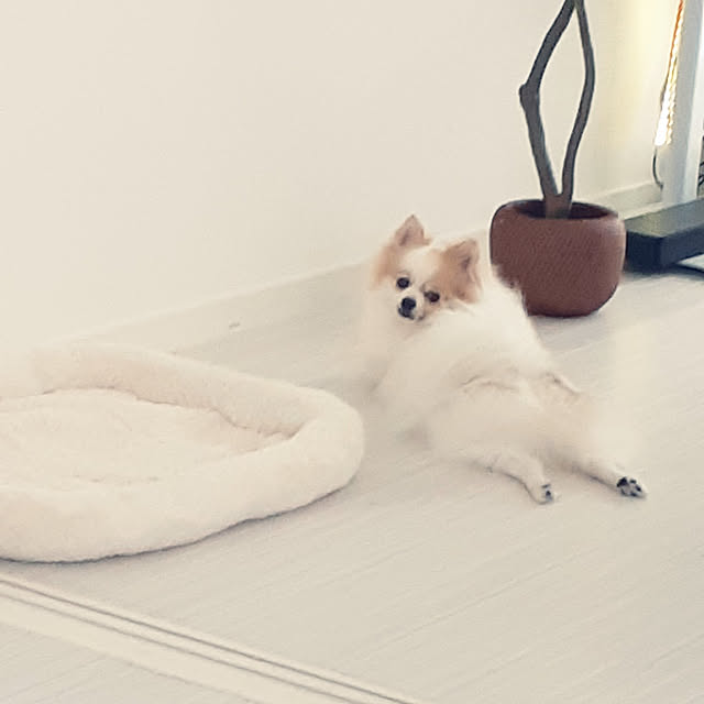 noahさんの実例写真