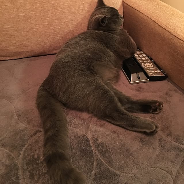 Shojiさんの実例写真