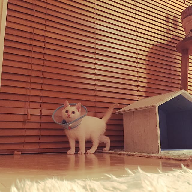 omo8さんの実例写真