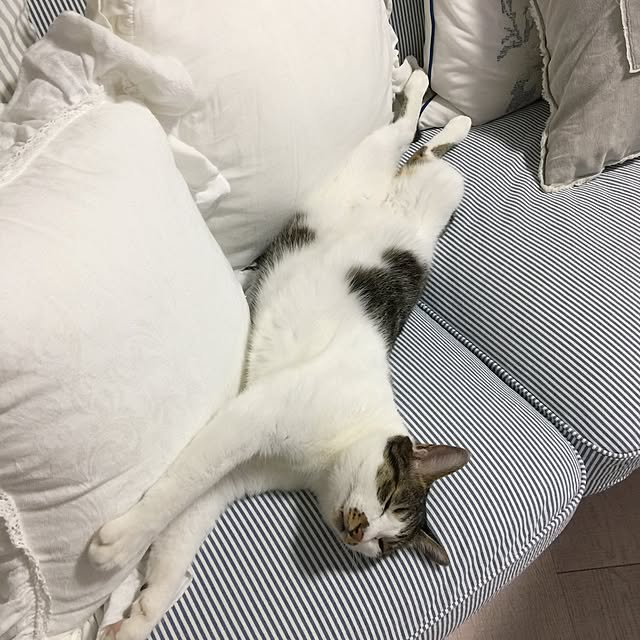 yuchiさんの実例写真