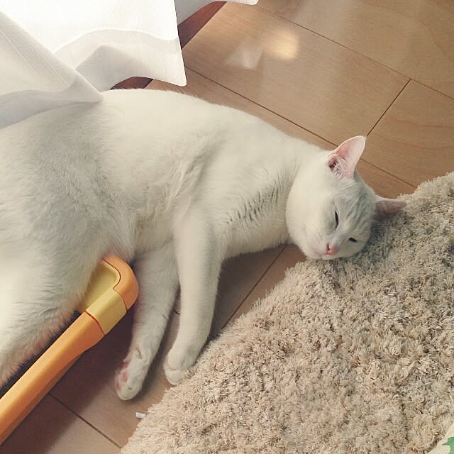 yipuuさんの実例写真
