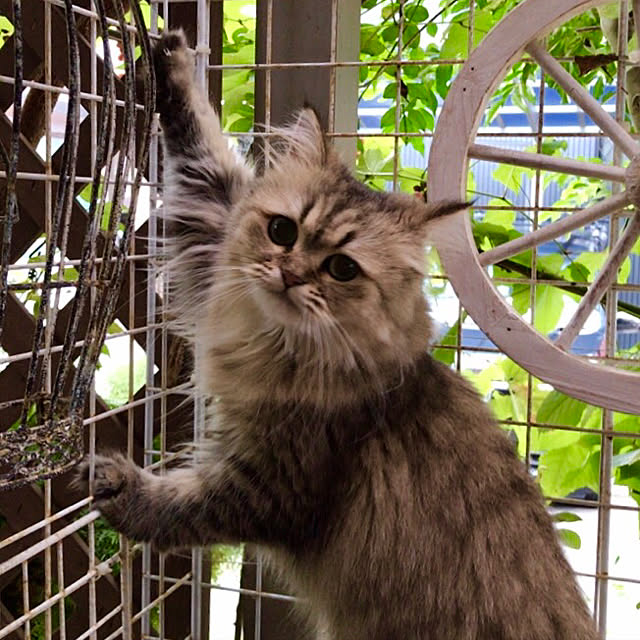 butachanさんの実例写真