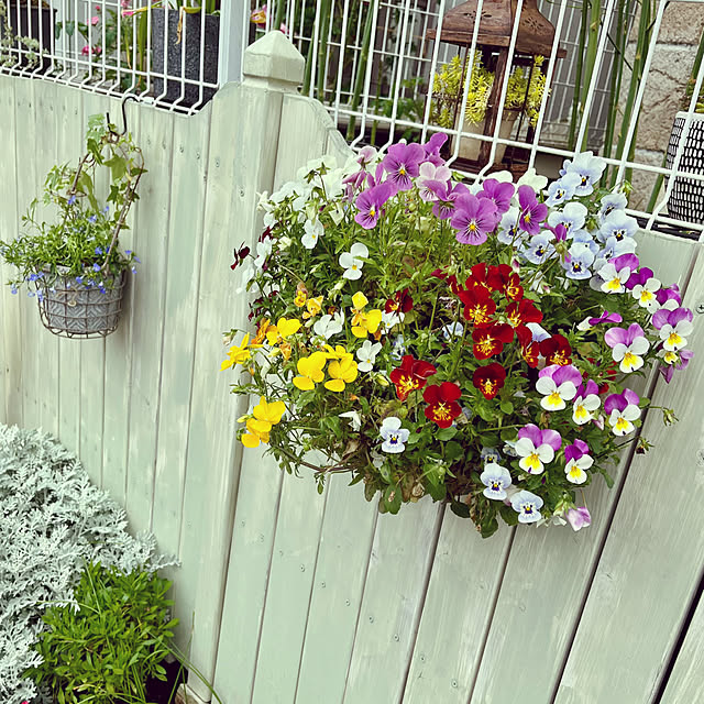 seiseiさんの実例写真