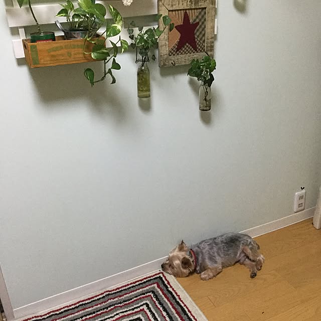 実例写真