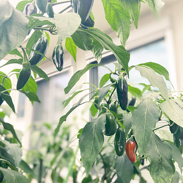 Haruさんの実例写真