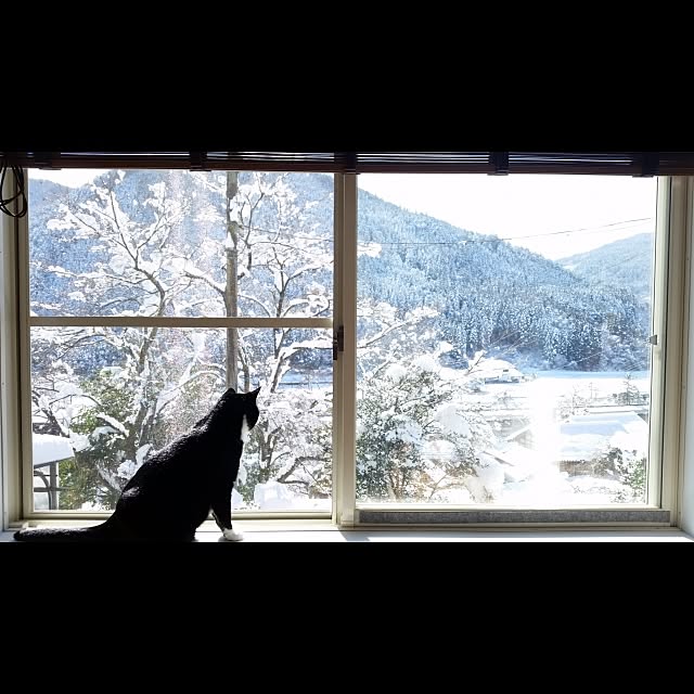 nekogurumaさんの実例写真
