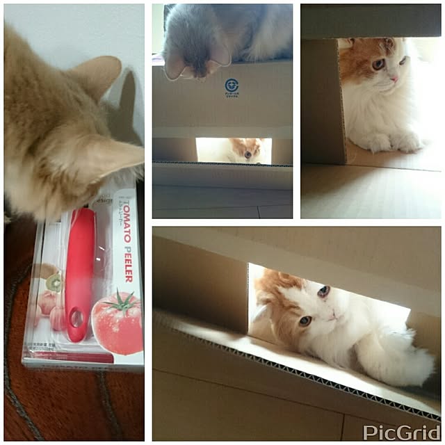 1ldksさんの実例写真