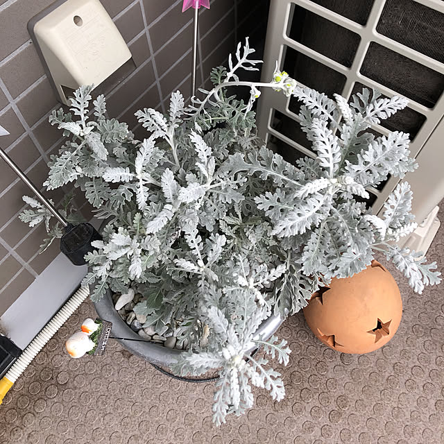 kanaさんの実例写真
