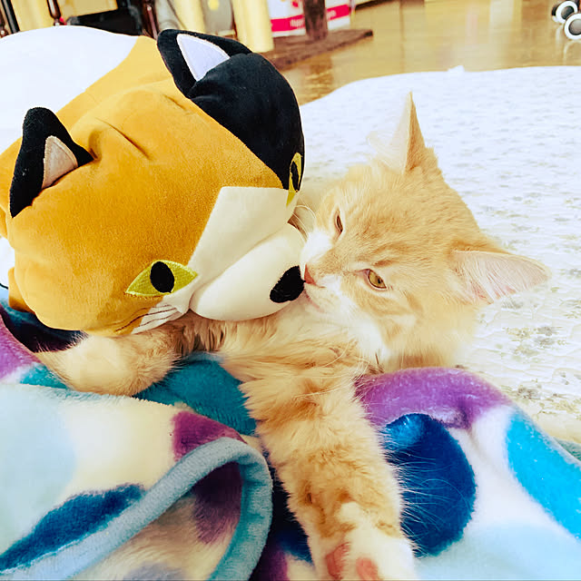 fuwafuwa0215さんの実例写真