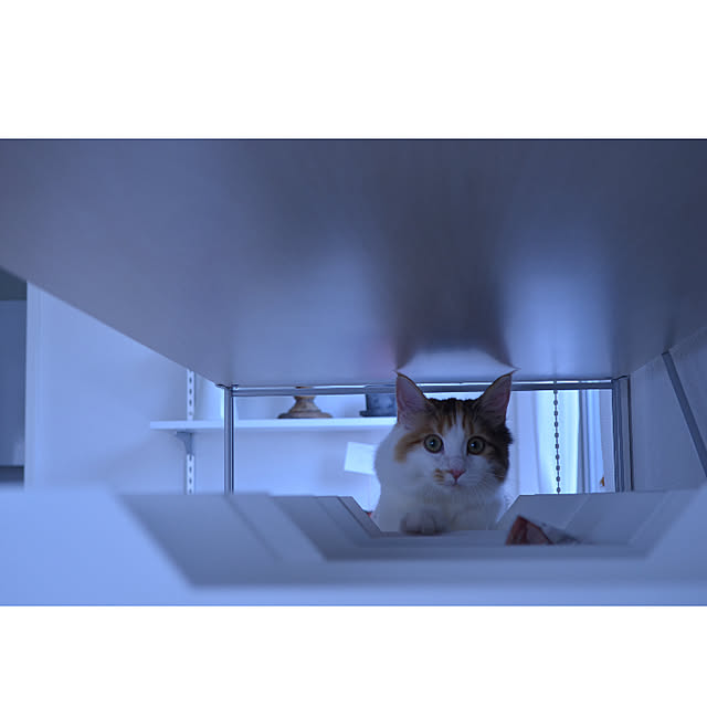 kiichigoさんの実例写真