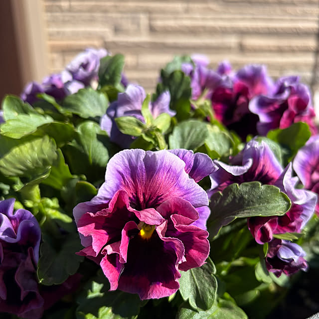 ronronさんの部屋