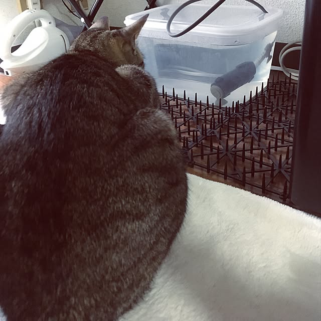 sayasさんの実例写真