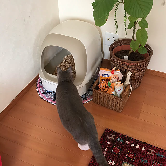 Yokoさんの実例写真