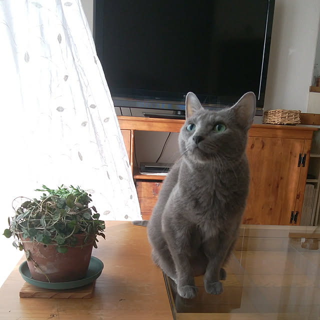 tomo1220さんの実例写真