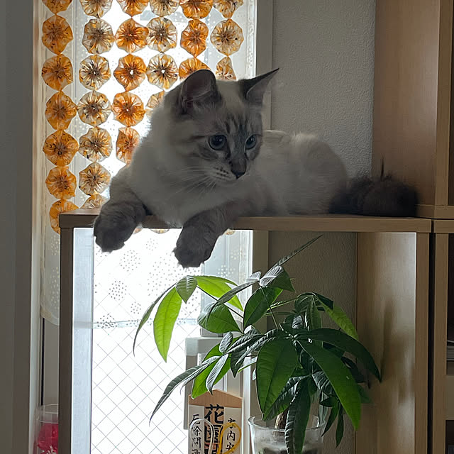 mochaさんの実例写真