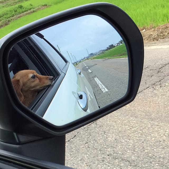 実例写真
