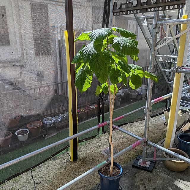 Renさんの実例写真