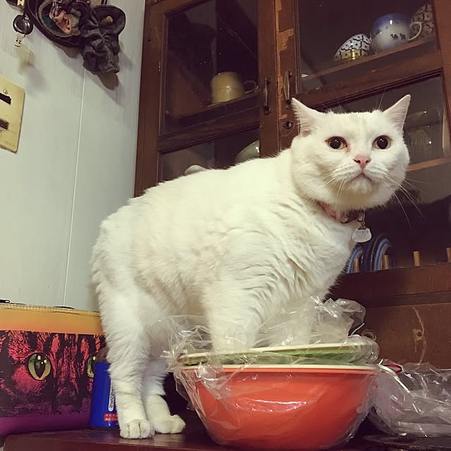 matatabi88さんの実例写真
