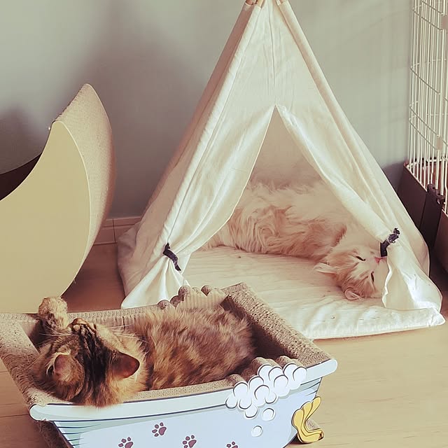 Shiratamaさんの部屋