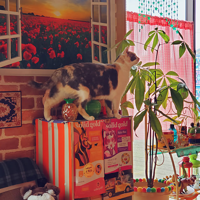 kumutanさんの実例写真