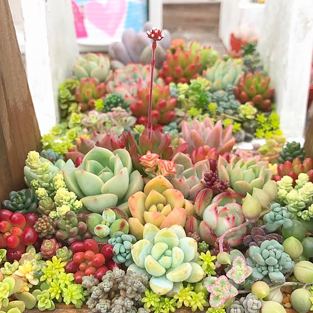 minminさんの実例写真