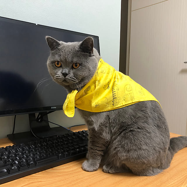 GUMIMINさんの実例写真