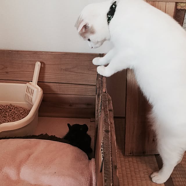 onojiijiさんの実例写真