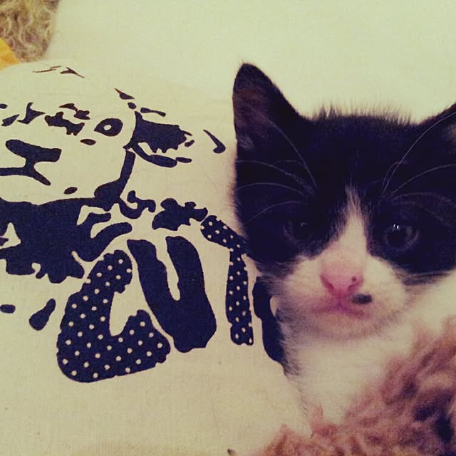 Chihiroさんの実例写真