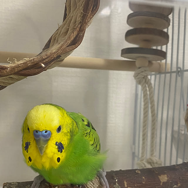 ohanaさんの実例写真