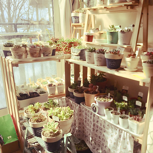 多肉植物/セリア/ダイソー/ハンドメイド/100均...などのインテリア実例 - 2020-03-14 17:34:59