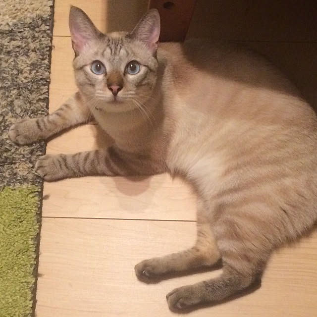 miniさんの実例写真
