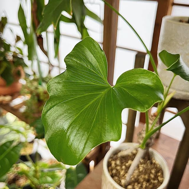 ebitororoさんの実例写真