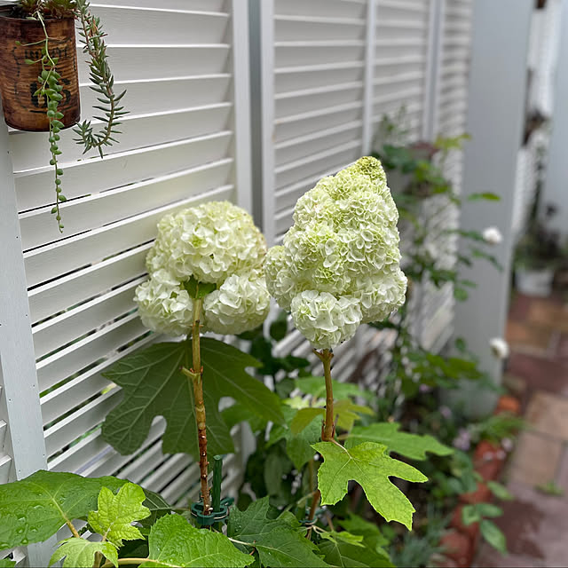 yoko_petitbonheurさんの実例写真