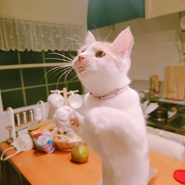 yurina.さんの実例写真