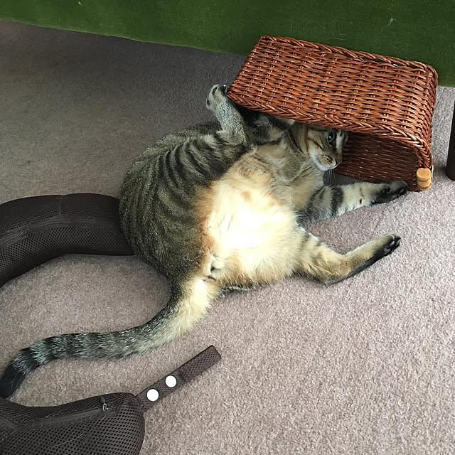 mikomaruさんの実例写真