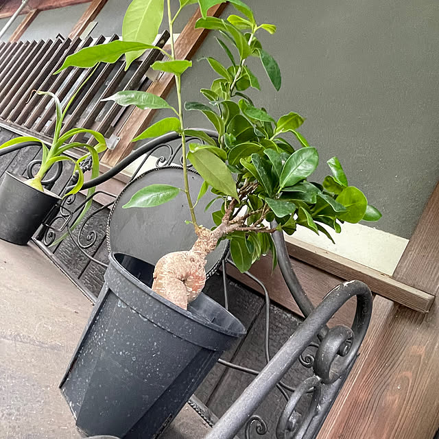 nekosamaさんの部屋