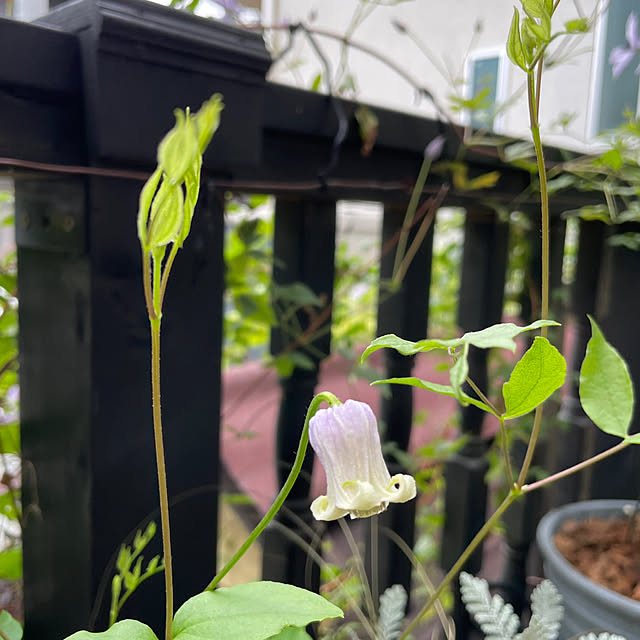shiropenguinさんの実例写真