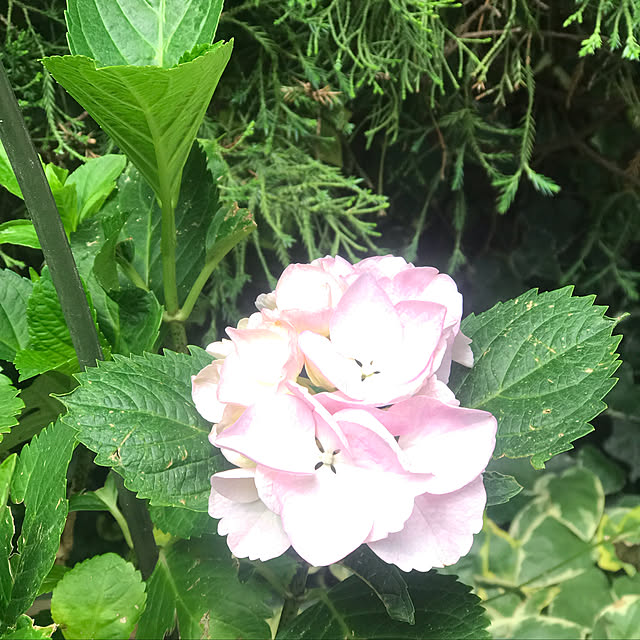 RoseLife5818さんの実例写真