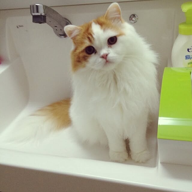 1ldksさんの実例写真