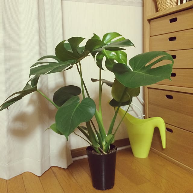 yukaさんの実例写真