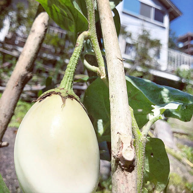 グリーンのある暮らし/日記/リラックス/ティータイム/植物が好き...などのインテリア実例 - 2022-09-06 17:40:35