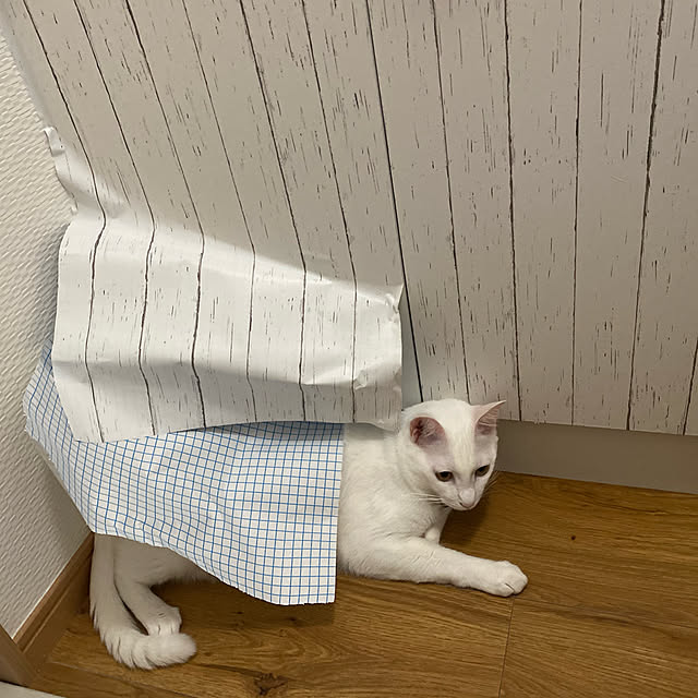 Othellocatさんの実例写真
