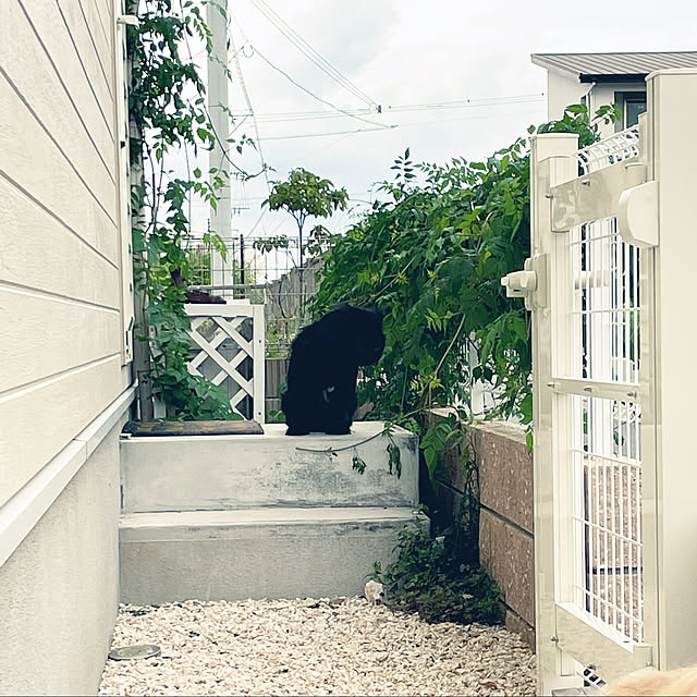 勝手口/ノウゼンカズラ/ぐりーんと暮らす/植物のある暮らし/庭つくり中...などのインテリア実例 - 2021-09-06 08:08:43